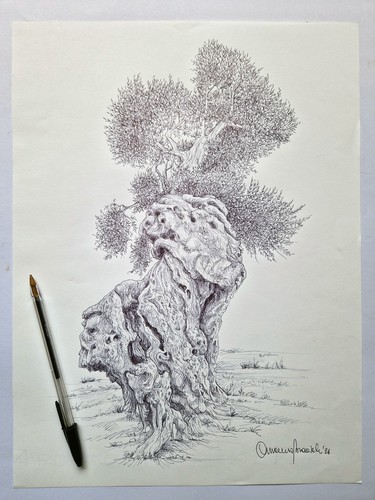 Ulivo salentino disegno - -,