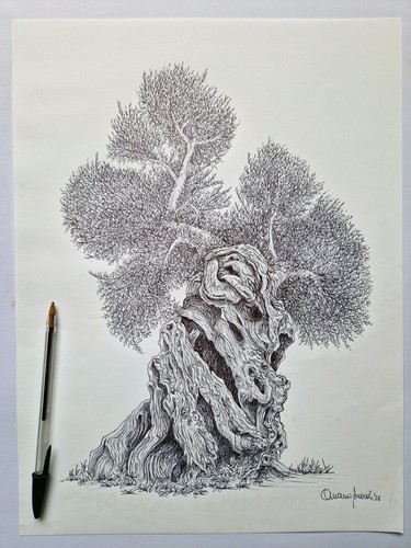 Ulivo salentino disegno con - salentino,