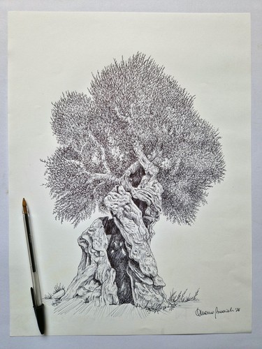 Ulivo salentino disegno - ulivo,