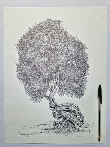Ulivo salentino disegno - ulivo,