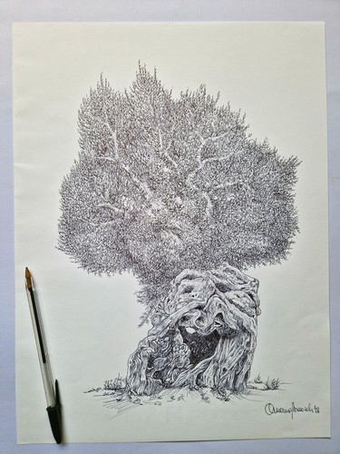 Ulivo salentino disegno con - -,